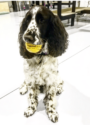 Industrial Dog Ball Rubber Chew Toy for Heavy Chewers | Yellow | USA Made | SodaPup