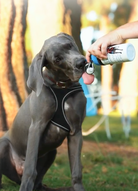 Dog Water Bottle: Never Walk Alone