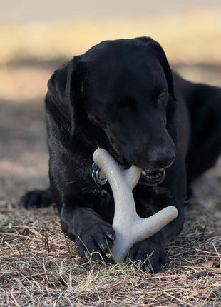 Ever Antler Nylon Chew Bone | Elk Antler Shaped Dog Toy for Aggressive Chewers | SodaPup