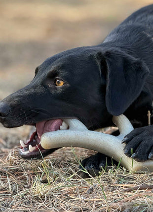 Ever Antler Nylon Chew Bone | Elk Antler Shaped Dog Toy for Aggressive Chewers | SodaPup
