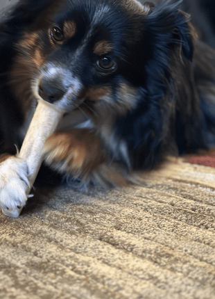 Elk Antler Dog Chews | All-Natural Whole and Split Elk Antler Chews for Dogs