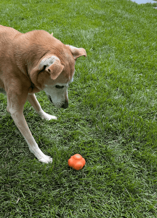 Dog Fetch Balls