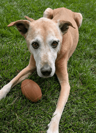 Dog Treat Dispensers
