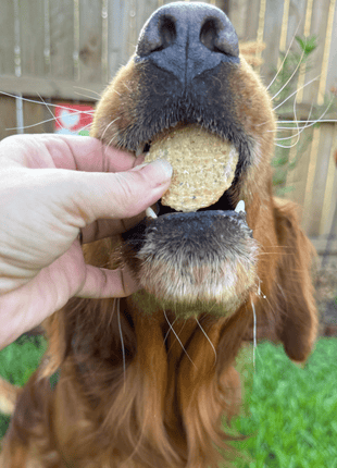 Fish Chips Snack Pack Bundles | Dog Treats for Training & Travel
