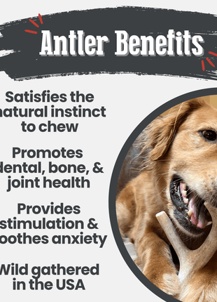 Deer Antler Dog Chews | Organic Chews for Dogs
