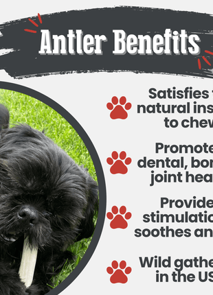Reindeer Antler Dog Chews | Organic Chews for Dogs