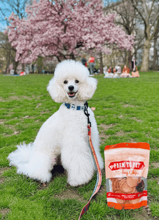 Turkey Chips for Dogs | All-Natural Single-Ingredient Healthy Dog Treats
