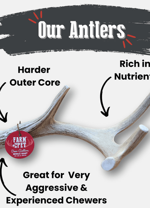 Deer Antler Dog Chews | Organic Chews for Dogs