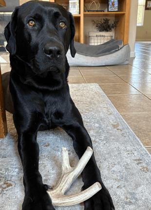 Deer Antler Dog Chews | Organic Chews for Dogs