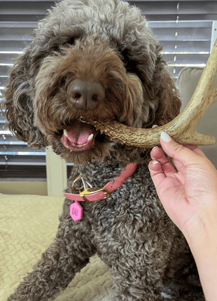 Deer Antler Dog Chews | Organic Chews for Dogs