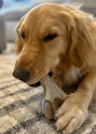 Deer Antler Dog Chews | Organic Chews for Dogs