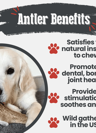 Elk Antler Dog Chews | All-Natural Whole and Split Elk Antler Chews for Dogs