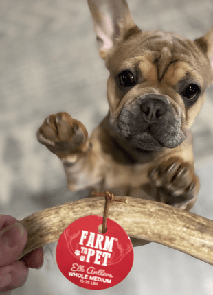 Elk Antler Dog Chews | All-Natural Whole and Split Elk Antler Chews for Dogs