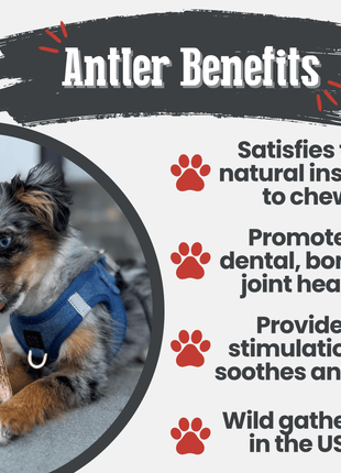 Elk Antler Dog Chews | All-Natural Whole and Split Elk Antler Chews for Dogs