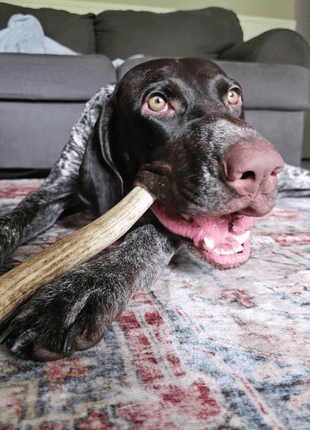 Reindeer Antler Dog Chews | Organic Chews for Dogs