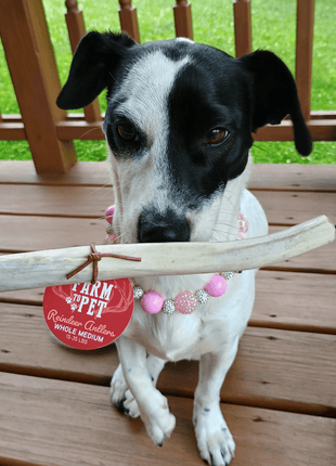 Reindeer Antler Dog Chews | Organic Chews for Dogs