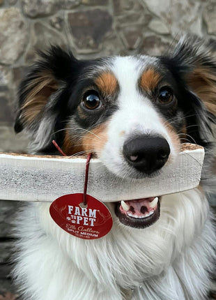 Elk Antler Dog Chews | All-Natural Whole and Split Elk Antler Chews for Dogs