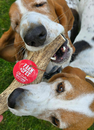 Elk Antler Dog Chews | All-Natural Whole and Split Elk Antler Chews for Dogs