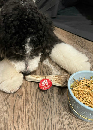 Reindeer Antler Dog Chews | Organic Chews for Dogs