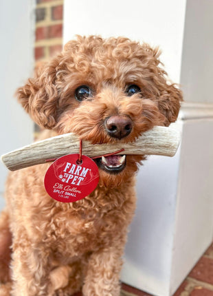 Elk Antler Dog Chews | All-Natural Whole and Split Elk Antler Chews for Dogs