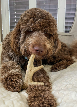 Deer Antler Dog Chews | Organic Chews for Dogs
