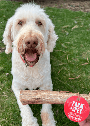 Elk Antler Dog Chews | All-Natural Whole and Split Elk Antler Chews for Dogs