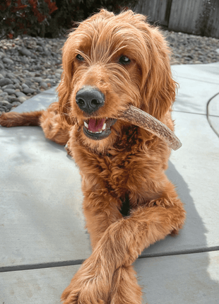 Elk Antler Dog Chews | All-Natural Whole and Split Elk Antler Chews for Dogs