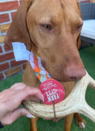 Deer Antler Dog Chews | Organic Chews for Dogs
