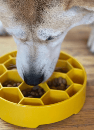 Slow Feeder Dog Bowls