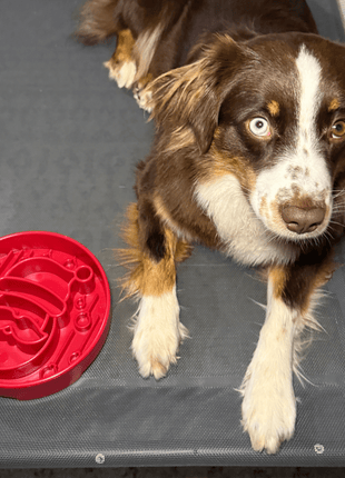 Slow Feeder Dog Bowls