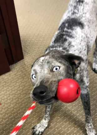 USA-K9 Cherry Bomb Rubber Dog Chew Toy | K9 Handler Reward Toy | Blue | USA Made