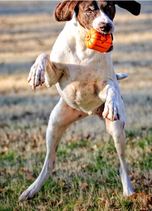 Jack O' Lantern Dog Toy - Durable Halloween Chew Toy for Large Dogs | USA Made