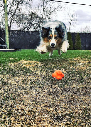 Crazy Bounce Rubber Dog Chew Toy for Power Chewers | Retrieving Ball | USA Made
