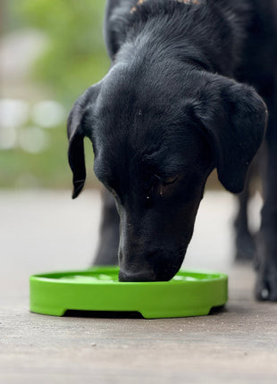 Garden Design eTray - Shallow Slow Feeder Dog Bowl for Enrichment | USA