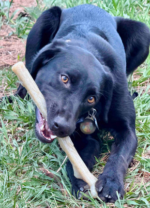 Durable Nylon Chew Stick for Power Chewers | Indestructible Dog Toy USA