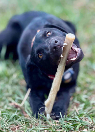 Durable Nylon Chew Stick for Power Chewers | Indestructible Dog Toy USA