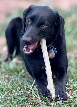 Durable Nylon Chew Stick for Power Chewers | Indestructible Dog Toy USA