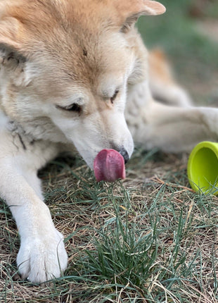 Large Flower Pot eCup Dog Treat Dispenser | Durable USA-Made Enrichment Toy | SodaPup