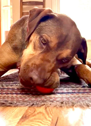 Squeak Ball - Durable Squeaky Dog Toy, Floats, Chew Toy | USA Made