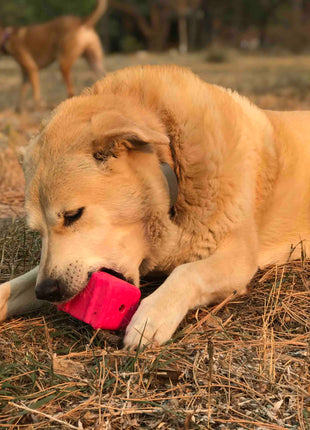 Surf's Up! Retro Van Dog Toy - Durable Chew Toy for Large Dogs | USA Made