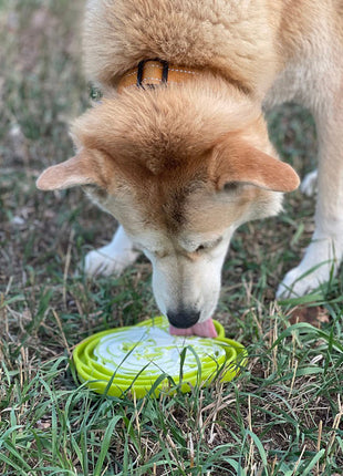 Water Frog eTray - Shallow Slow Feeder Dog Bowl for Enrichment | USA Made