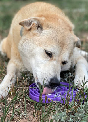 Water Frog eTray - Shallow Slow Feeder Dog Bowl for Enrichment | USA Made