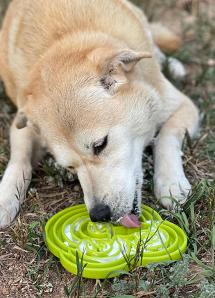 Water Frog eTray - Shallow Slow Feeder Dog Bowl for Enrichment | USA Made