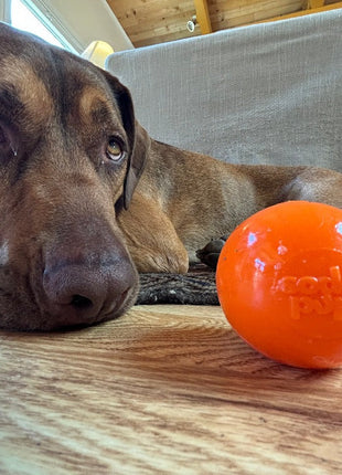 Squeak Ball - Durable Squeaky Dog Toy, Floats, Chew Toy | USA Made
