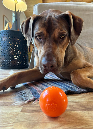 Squeak Ball - Durable Squeaky Dog Toy, Floats, Chew Toy | USA Made