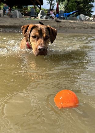 Squeak Ball - Durable Squeaky Dog Toy, Floats, Chew Toy | USA Made