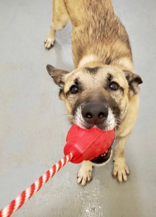 USA-K9 Grenade Rubber Dog Chew Toy | K9 Handler Reward Toy | Blue | USA Made