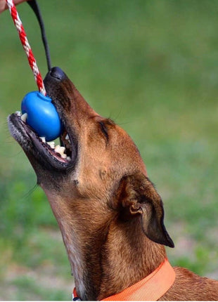USA-K9 Cherry Bomb Rubber Dog Chew Toy | K9 Handler Reward Toy | Blue | USA Made