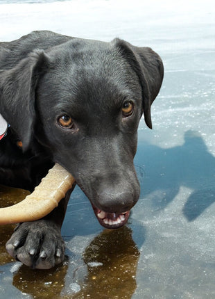 Hockey Stick Nylon Dog Chew Toy - Ultra-Durable for Aggressive Chewers USA