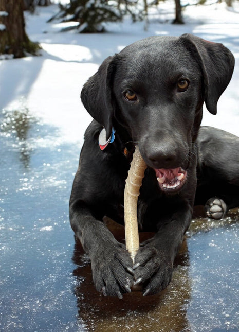 Hockey Stick Nylon Dog Chew Toy - Ultra-Durable for Aggressive Chewers USA